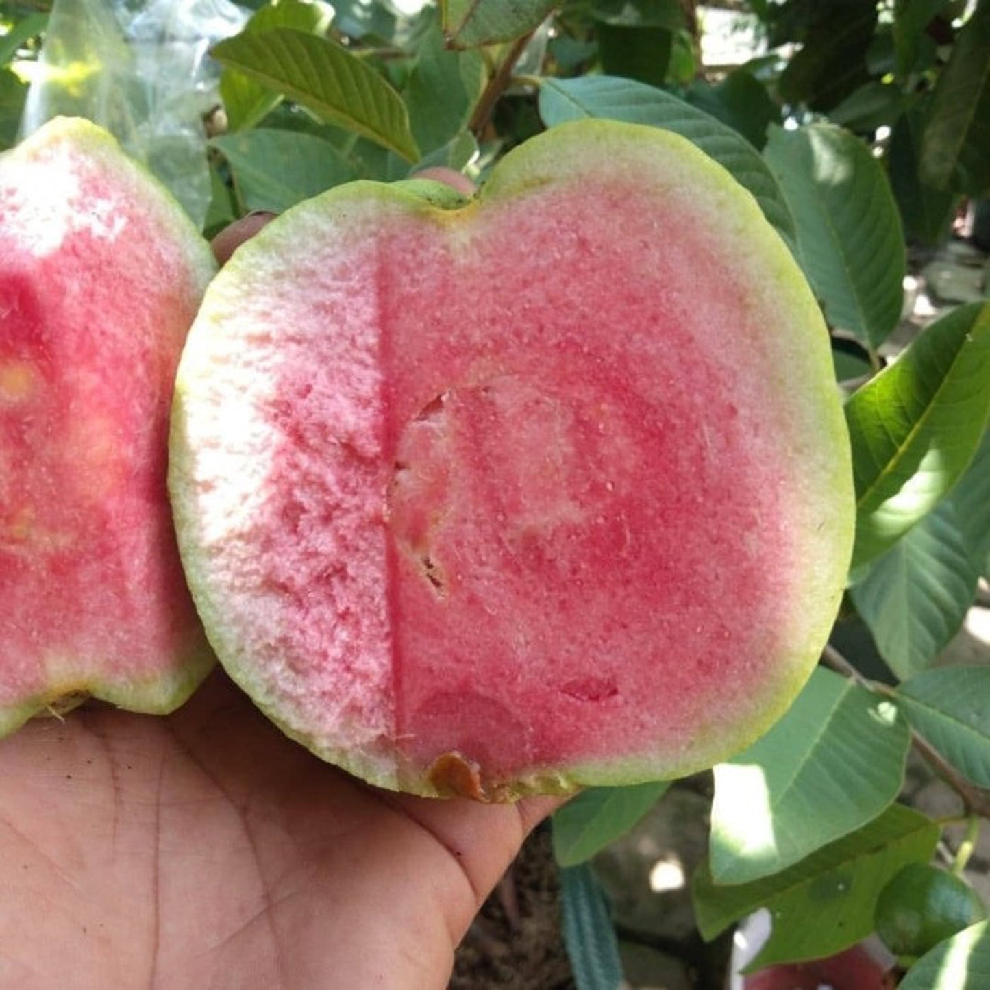 GUAVA Red Diamond Sukun Grafted Seedlings