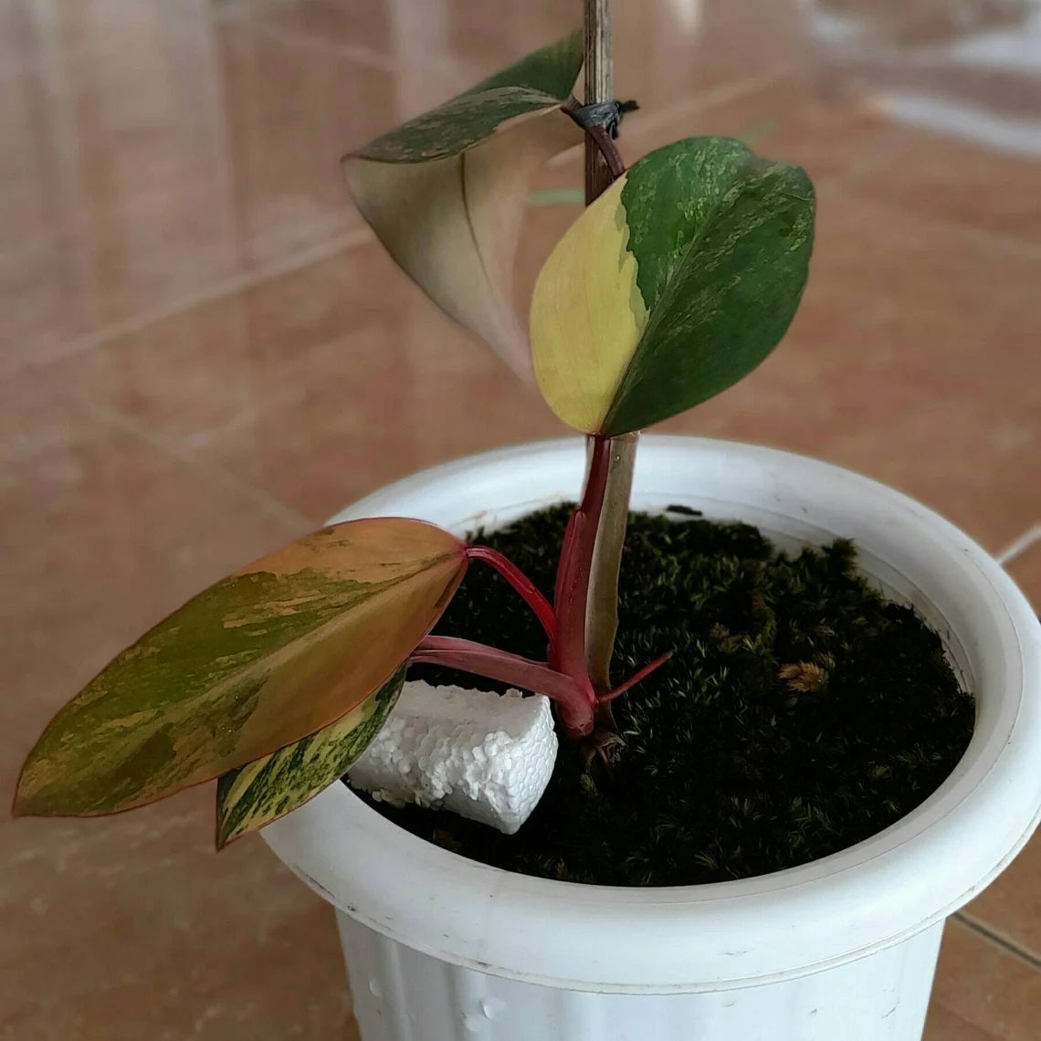 PHILODENDRON Strawberry Shake Varigated Plants