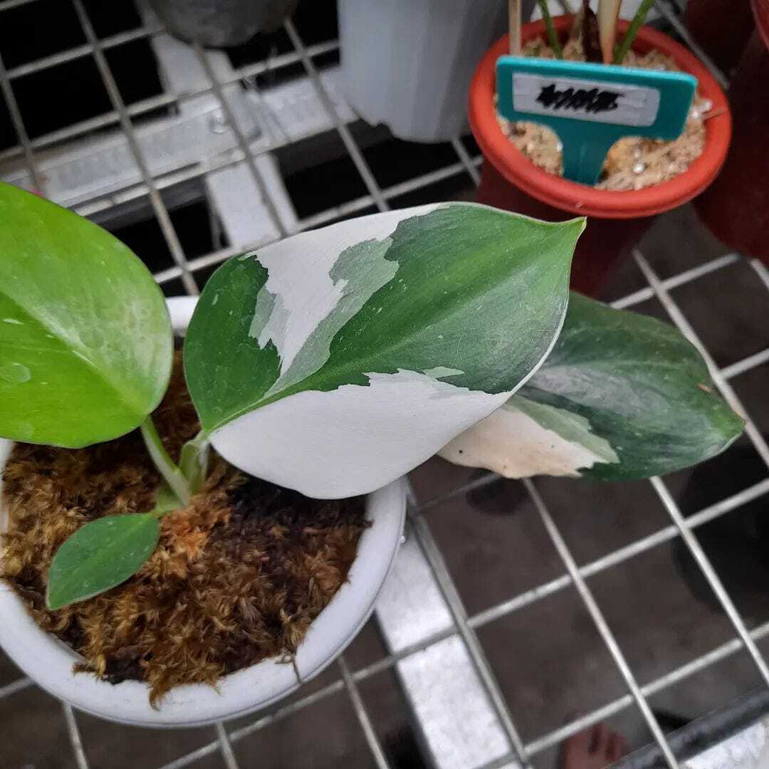 PHILODENDRON White Wizard Varigated Plants