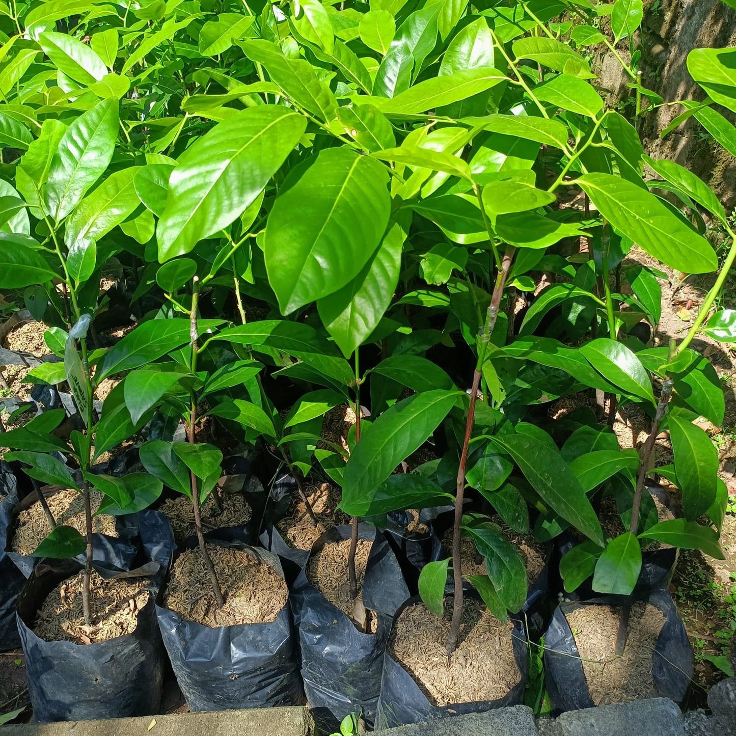 BLACK SAPOTE Diospyros Nigra Grafted Seedlings