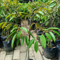 DURIO Montong Three Rootstock Grafted Seedlings