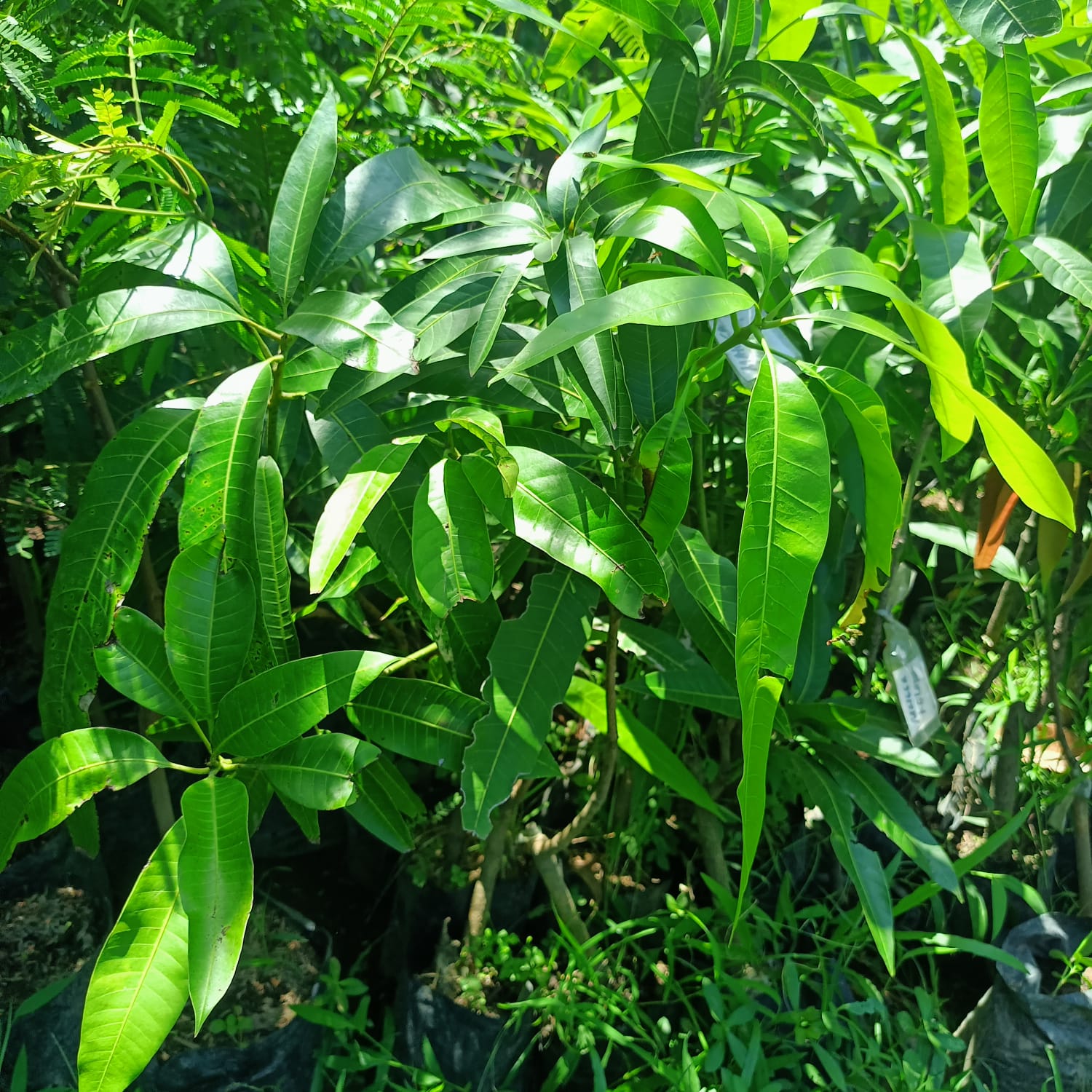 MANGO Coconut Jumbo Grafted Seedlings