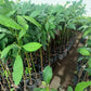 AVOCADO Wina Grafted Seedlings