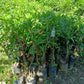 SAPODILLA Jumbo Mexico Grafted Seedlings