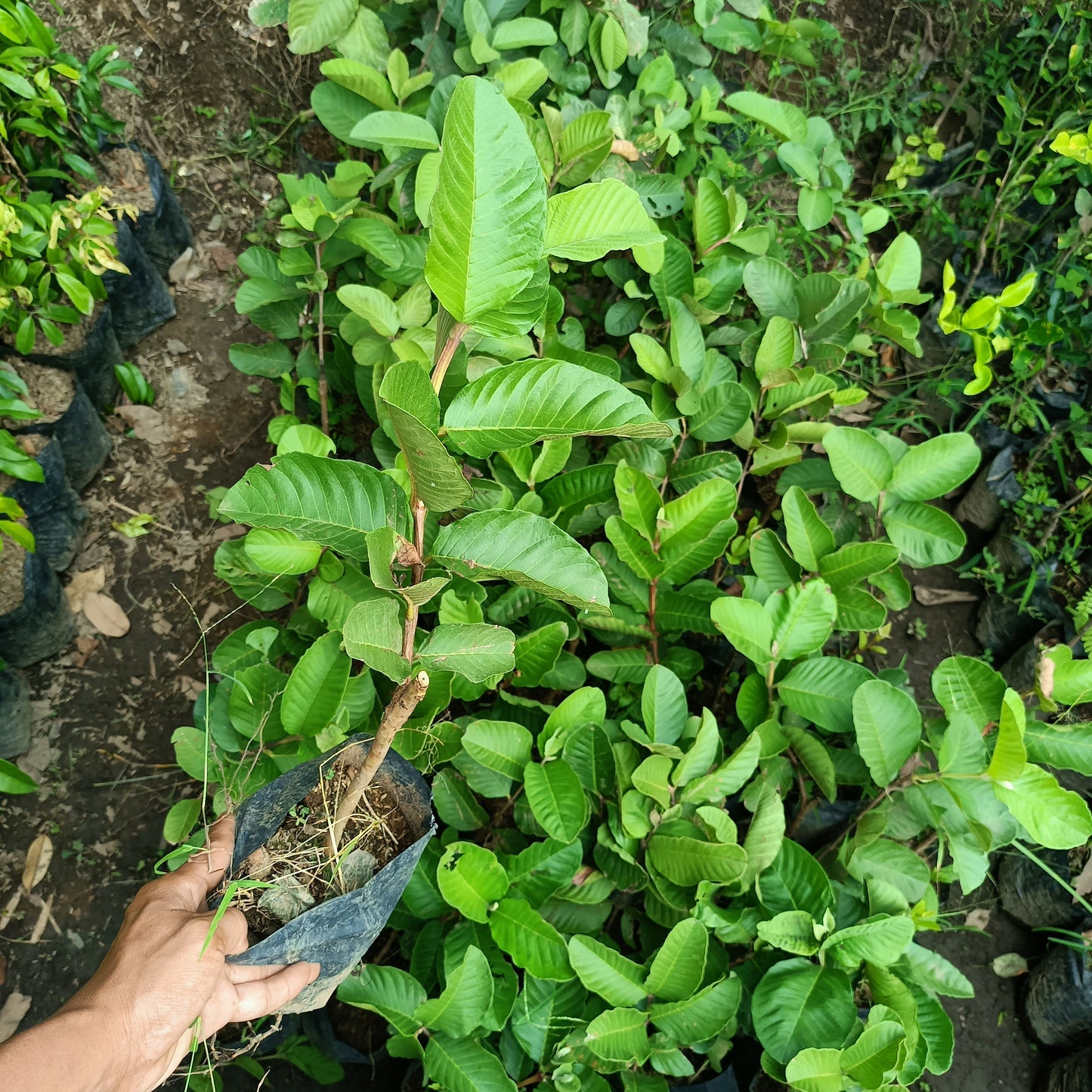 Grafted Red Crystal GUAVA Seedling