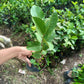 GUAVA White Crystal Grafted Seedling