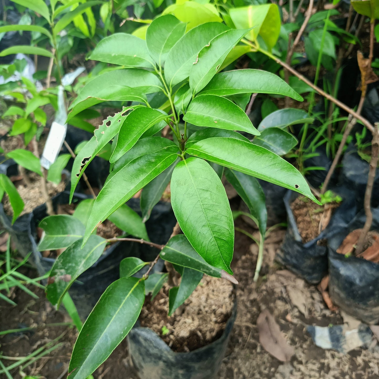 Grafted Red LYCHEE seedling