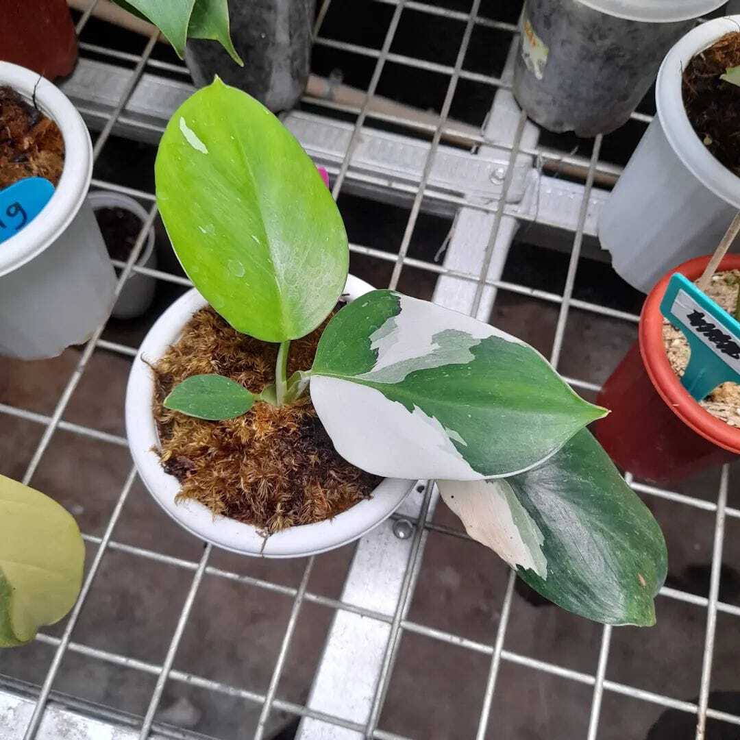 PHILODENDRON White Wizard Varigated Plants