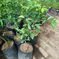 ORANGES Honey Santang Grafted Seedlings