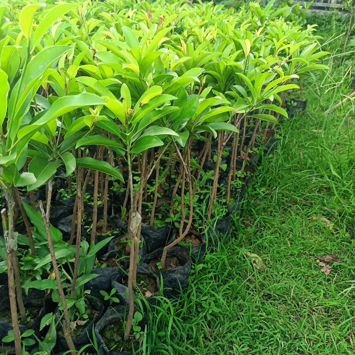 SAPODILLA Jumbo Vietnam Grafted Seedlings