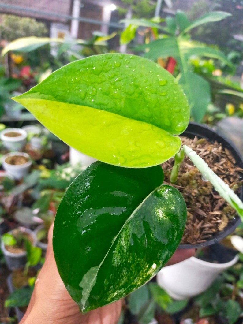 SCINDAPSUS Jade Satin Varigated Plants