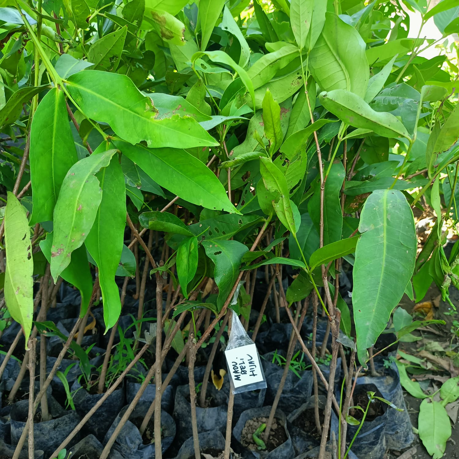 GUAVA Honey Deli Jumbo Grafted Seedlings