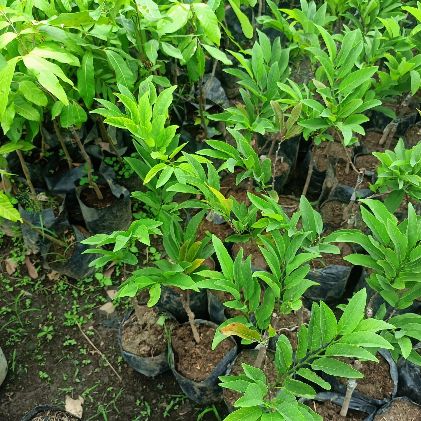 SUGAR APPLE Annona Squamosa Grafted Seedlings