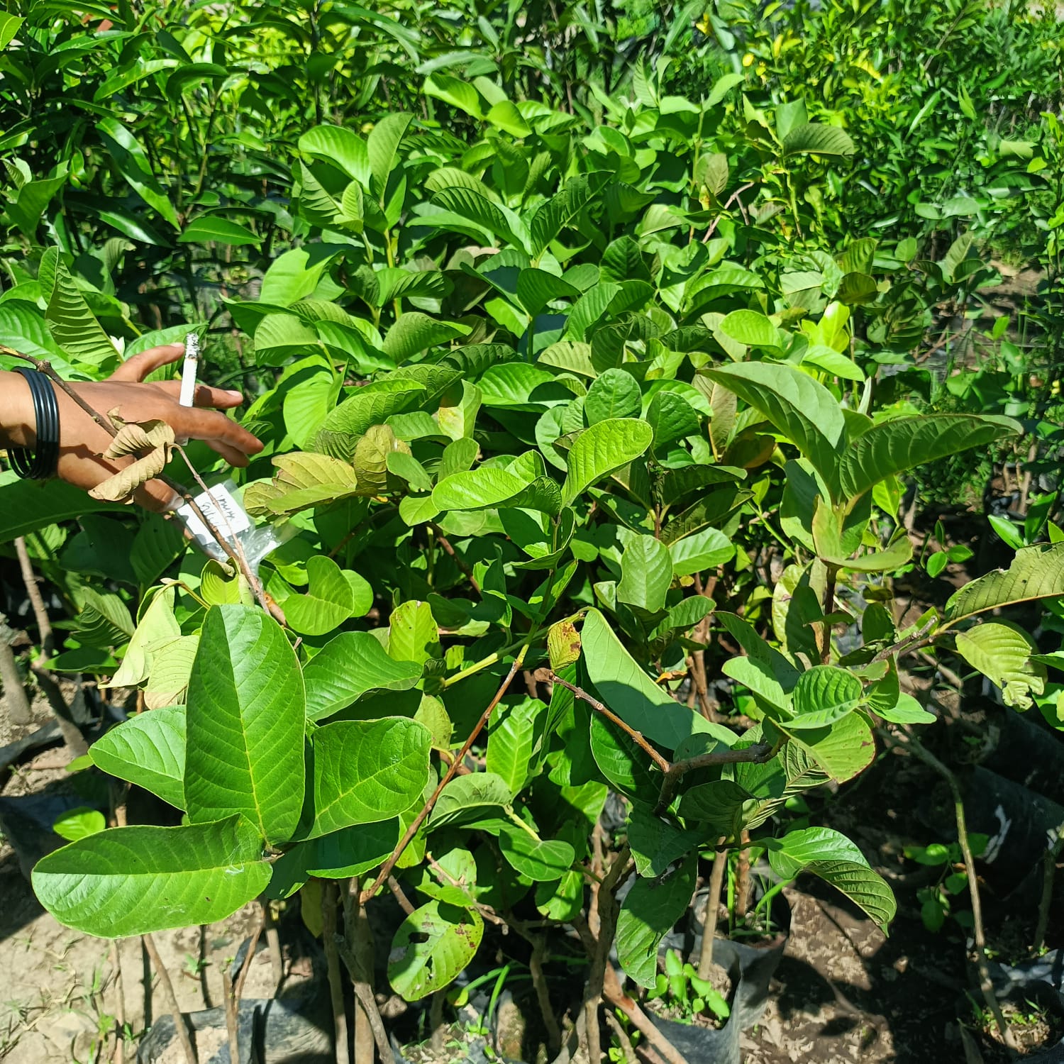 GUAVA Red Diamond Sukun Grafted Seedlings