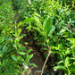 WATER APPLE Deli Honey﻿ Grafted Seedlings