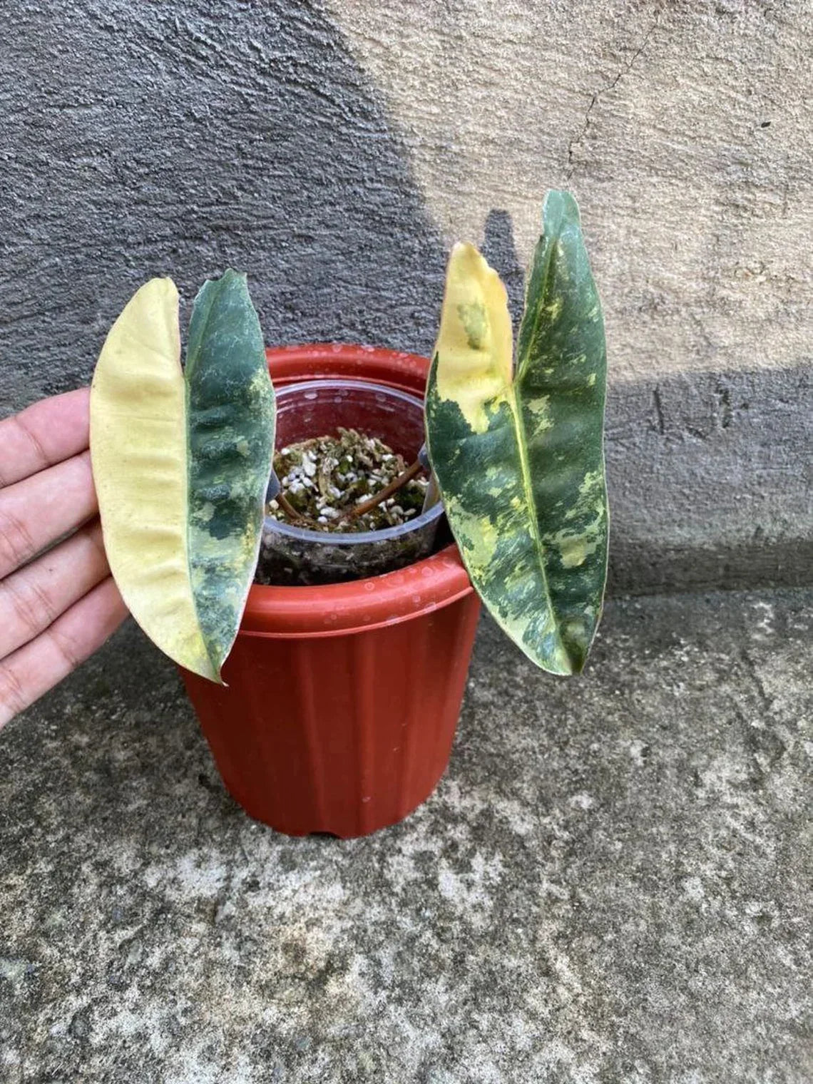 PHILODENDRON Billietiae Variegated 1 Leaf
