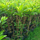 sapodilla jumbo vietnam Grafted Seedlings