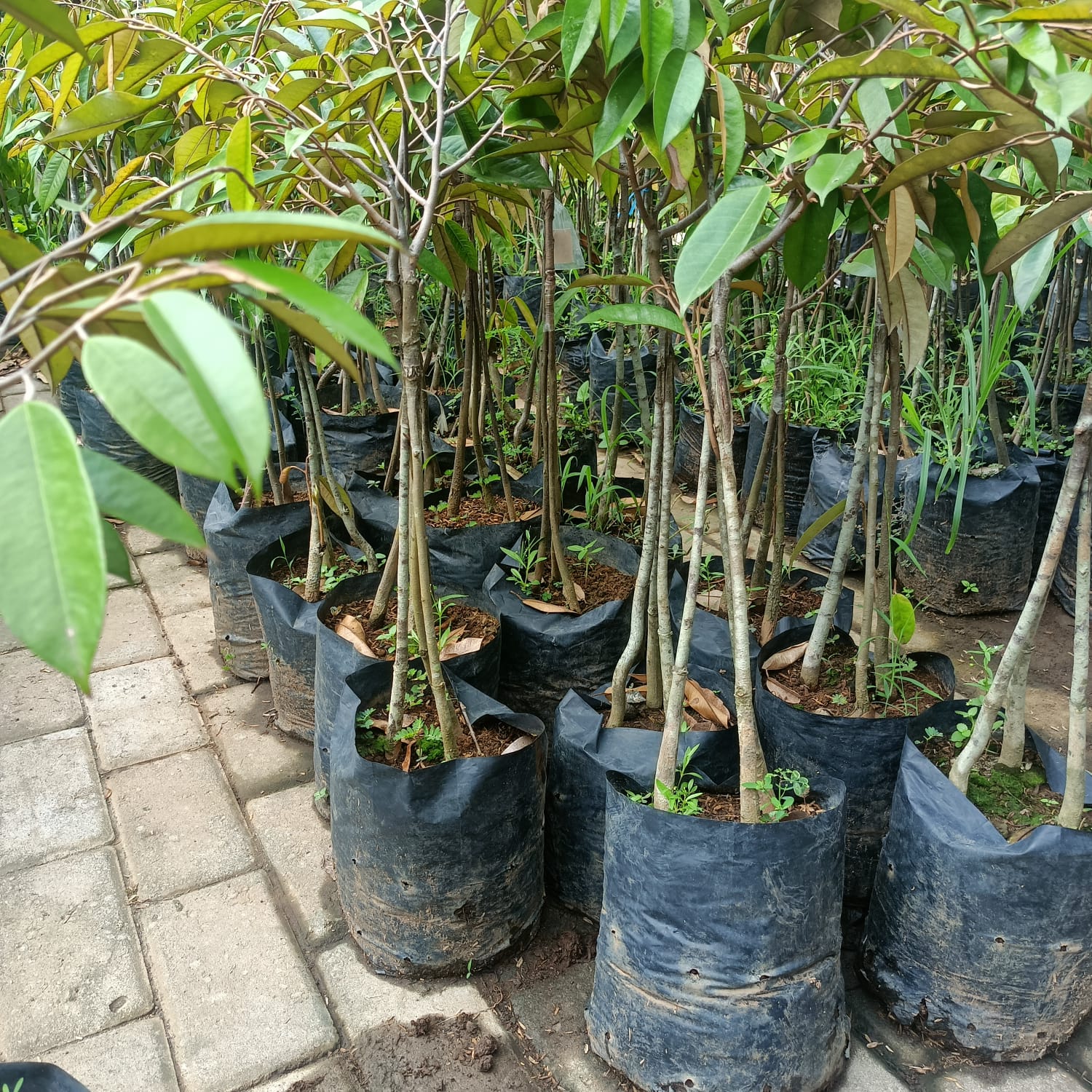 DURIO Montong Three Rootstock Grafted Seedlings