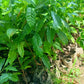 ABIU Caimito Grafted Seedlings