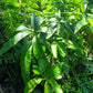 MANGO Coconut Jumbo Grafted Seedlings