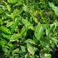 GUAVA Dalhari Varigated Jumbo Grafted Seedlings
