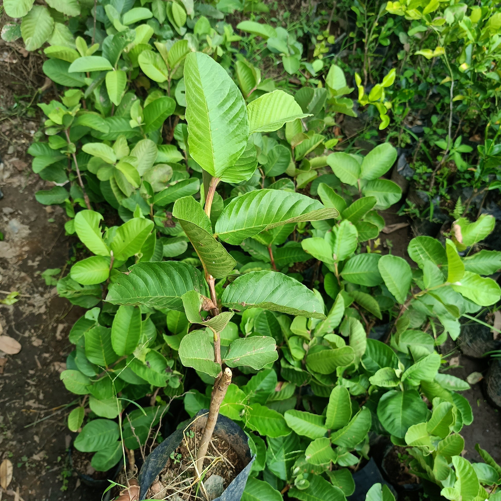 Grafted Red Crystal GUAVA Seedling