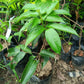 LYCHEE Red Grafted Seedling