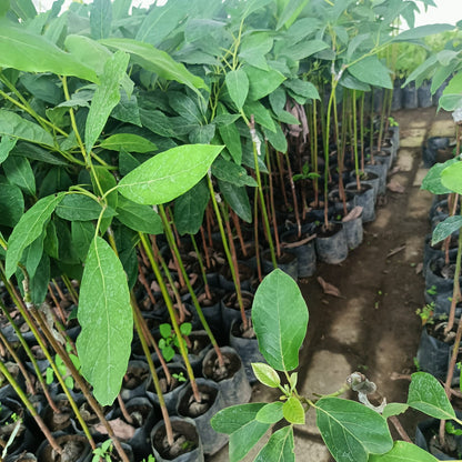 AVOCADO Wina Grafted Seedlings