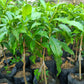 ABIU Pouteria Caimito Grafted Seedlings