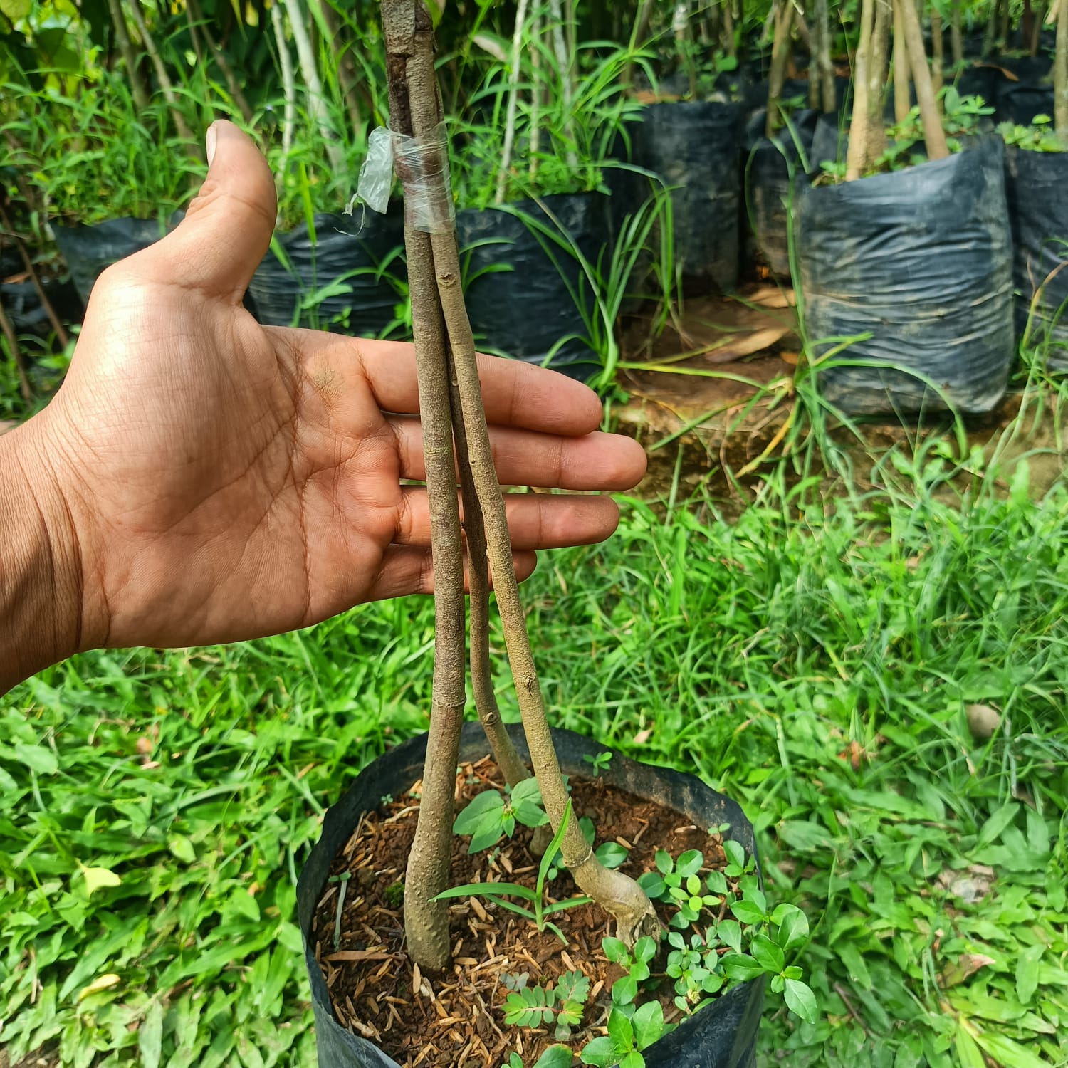 DURIO Musang King Three Rootstock Grafted Seedlings