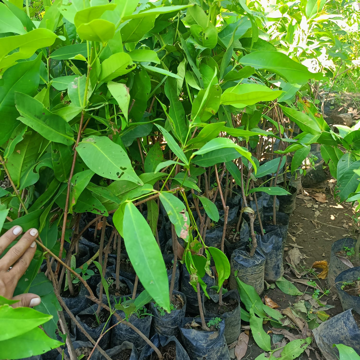 GUAVA Honey Deli Jumbo Grafted Seedlings
