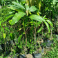 MANGO Golek Jumbo Grafted Seedlings
