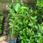 GUAVA Red Crystal Grafted Seedling