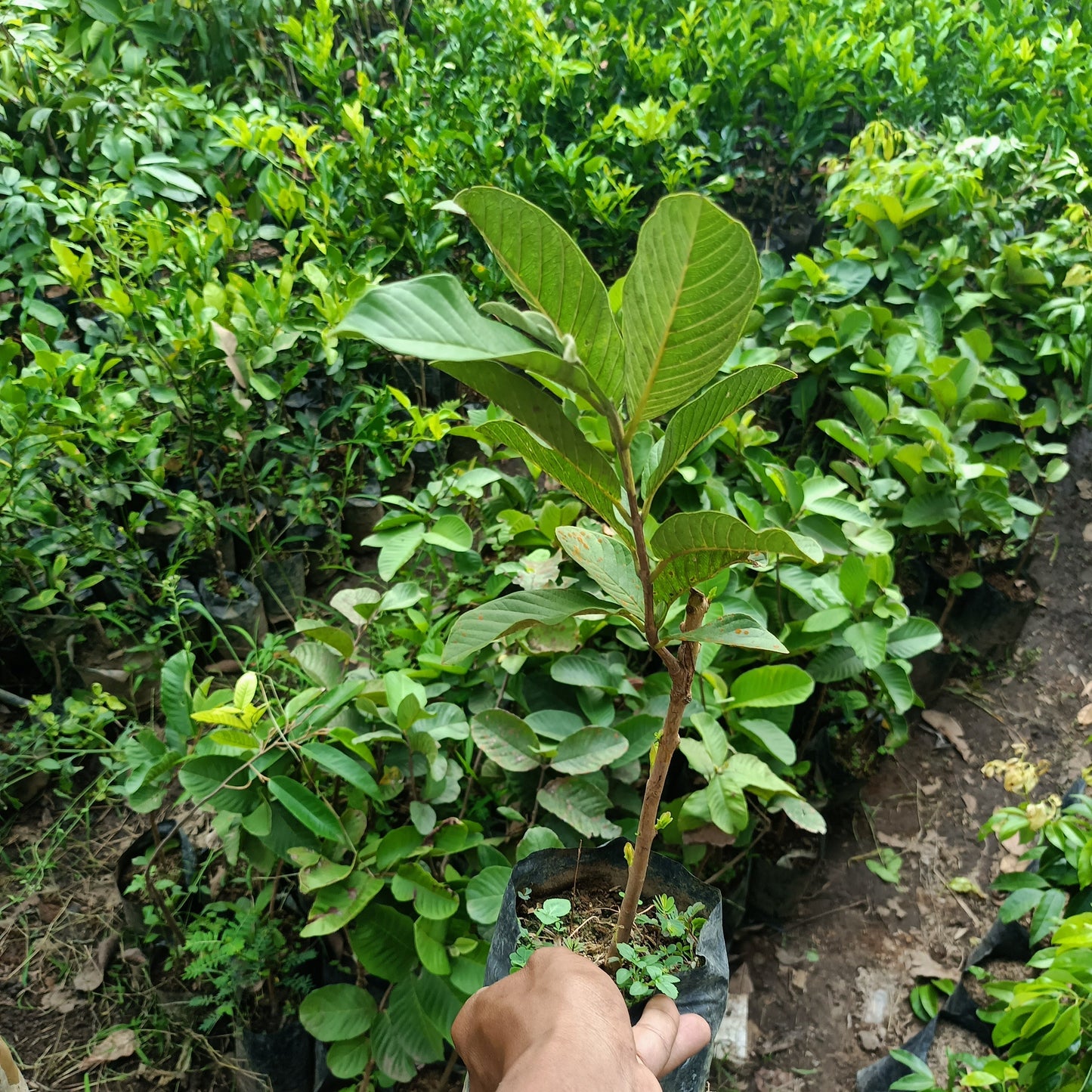 GUAVA White Crystal Grafted Seedling