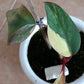 PHILODENDRON Strawberry Shake Varigated Plants