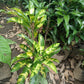 Manilkara Zapota Varigated Grafted Seedlings