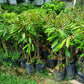 DURIO Musang King Three Rootstock Grafted Seedlings