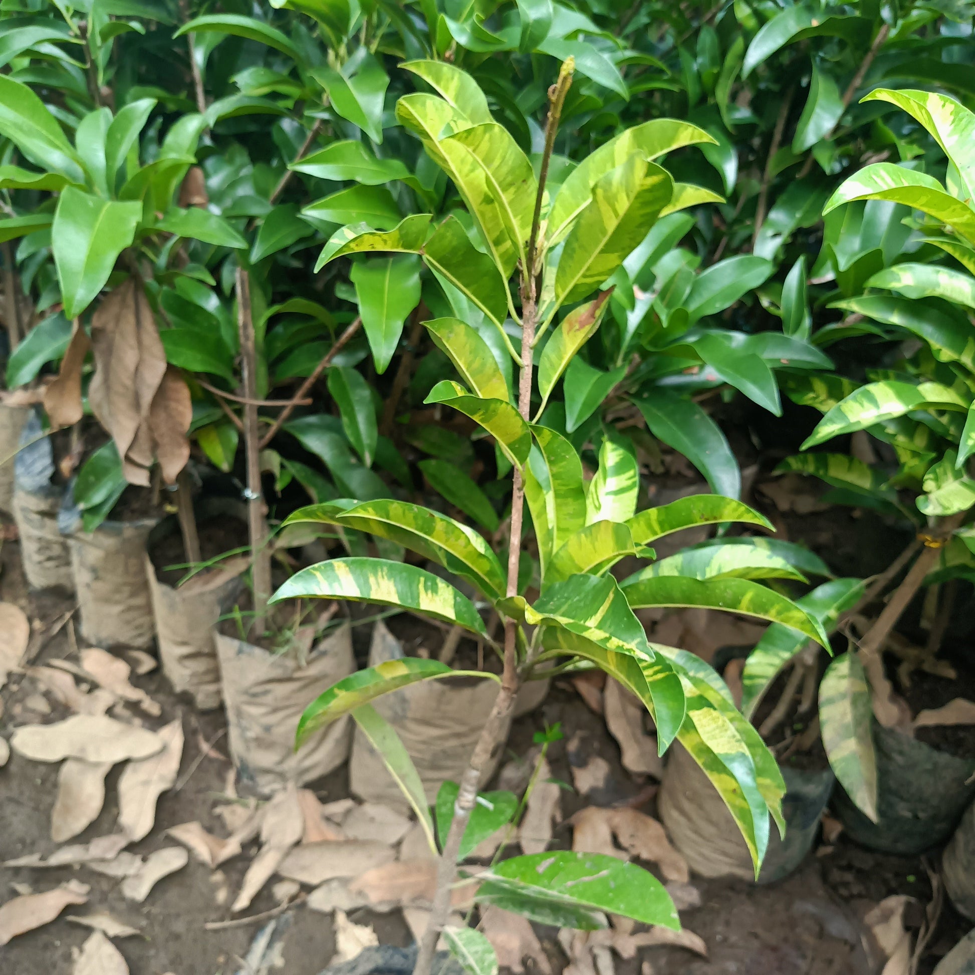 Manilkara Zapota Varigated Grafted Seedlings