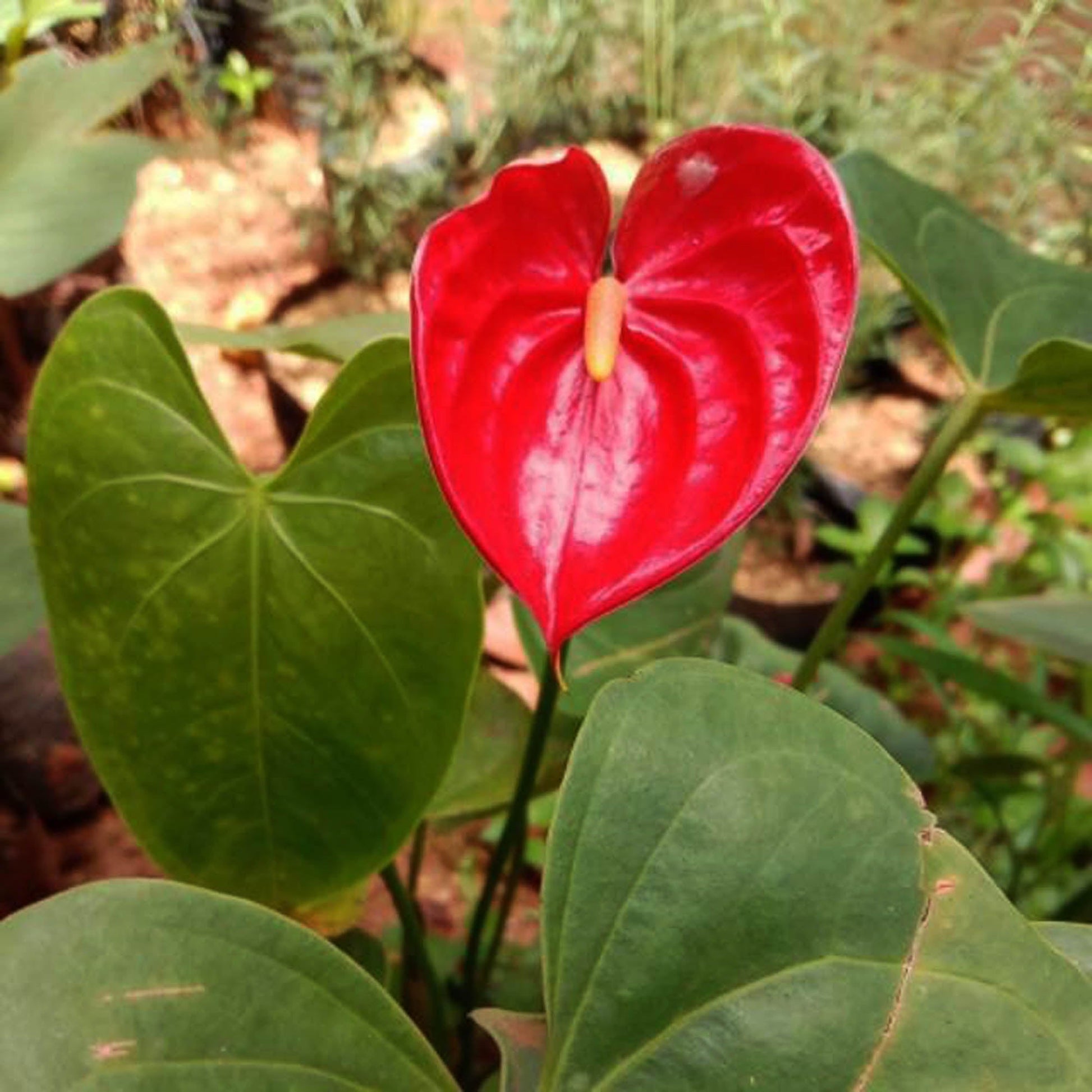 Anthurium Mickey Mouse Seedling