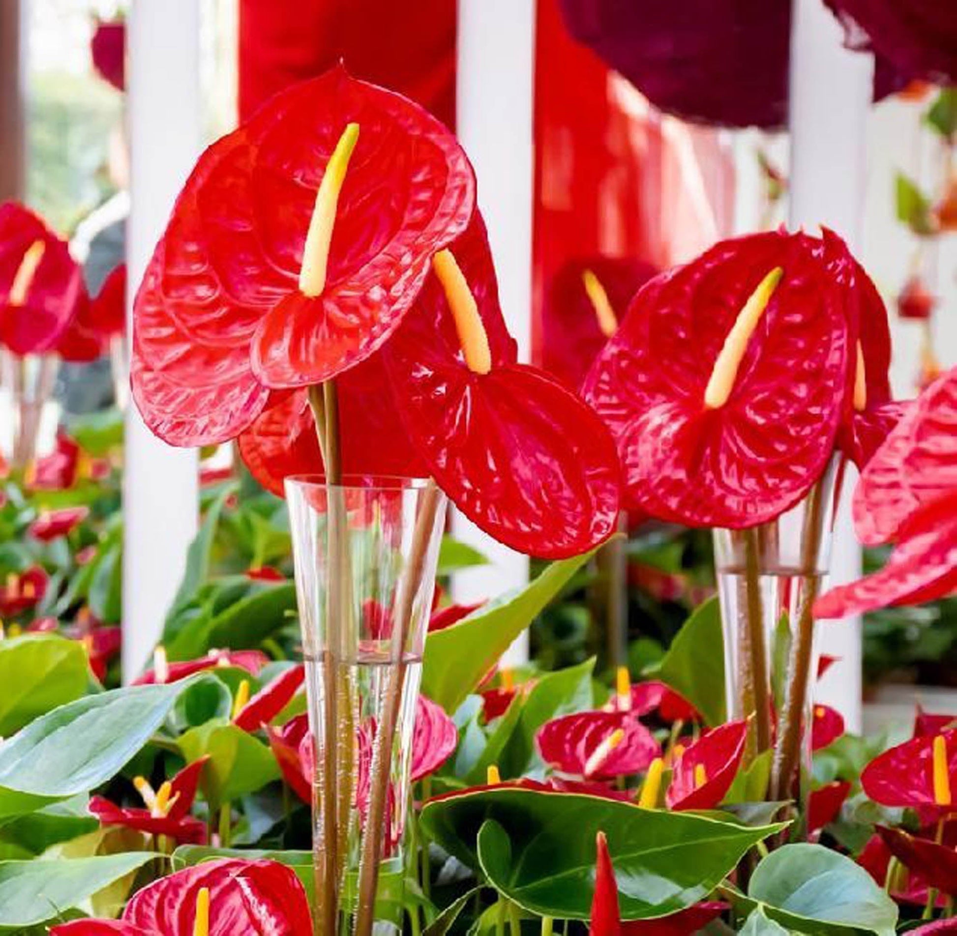 Anthurium Mickey Mouse Seedling