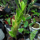 ZAMIOCULCAS Zamiifolia Varigated Plants