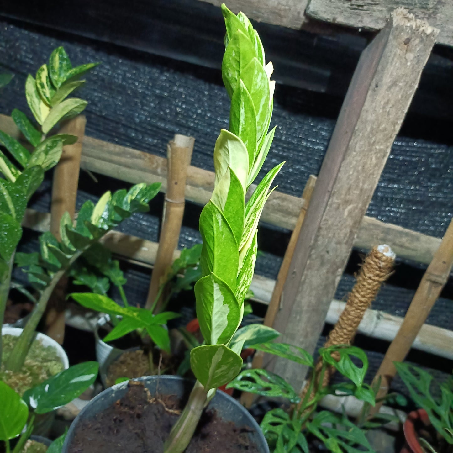 ZAMIOCULCAS Zamiifolia Varigated Plants