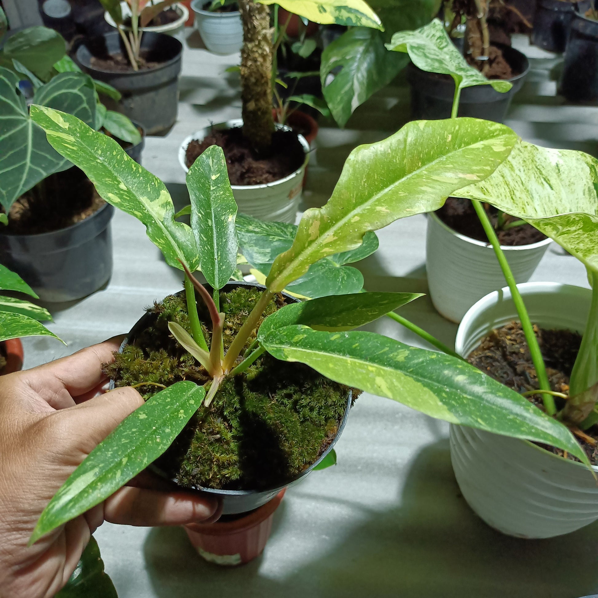 PHILODENDRON Ring Of Fire Variegated Plants