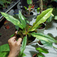 PHILODENDRON Ring Of Fire Variegated Plants