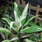 PEACE LILY Spatiphillum Plants
