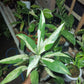 PEACE LILY Spatiphillum Plants