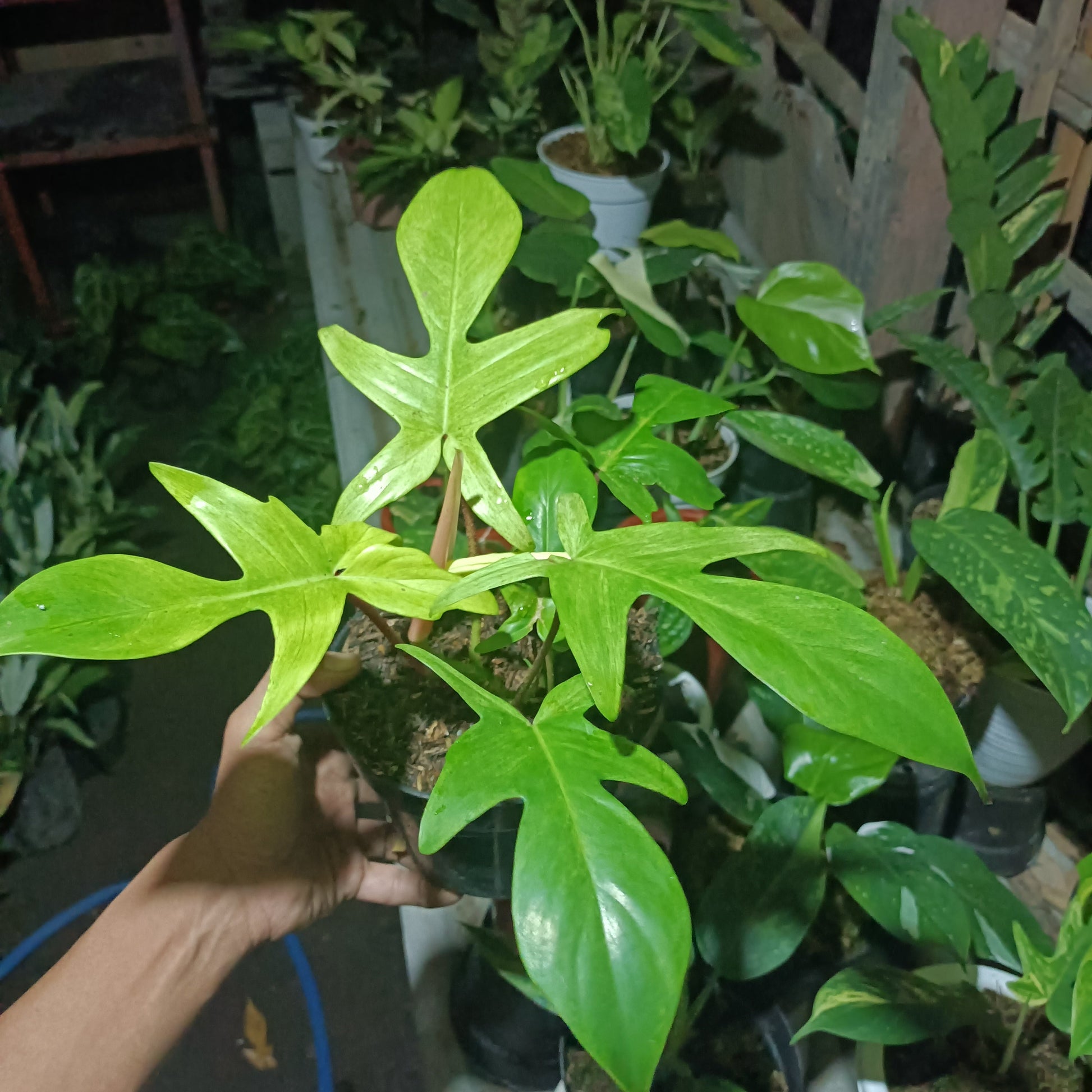 PHILODENDRON Florida Ghost Mint Plants