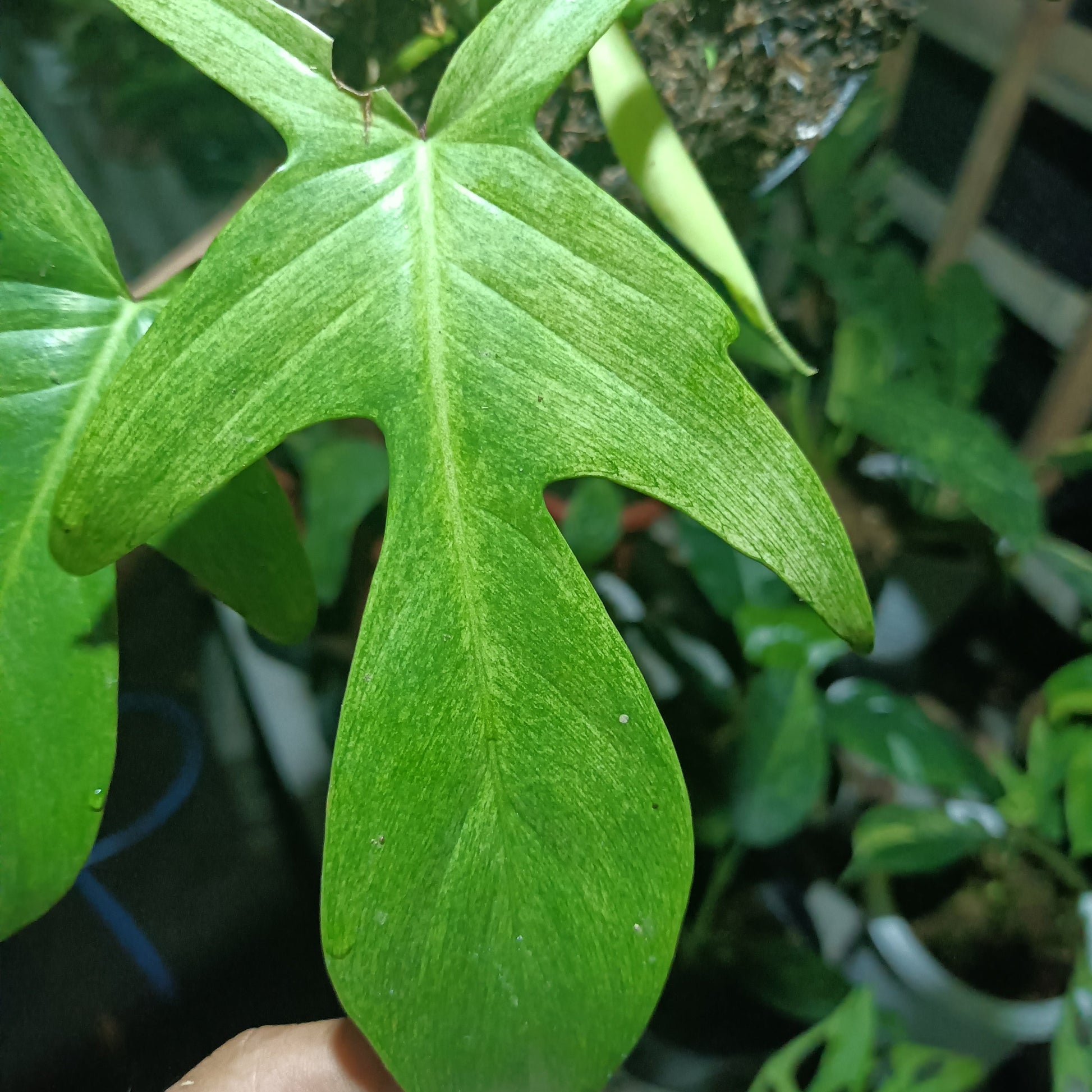 PHILODENDRON Florida Ghost Mint Plants