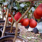 ORANGES Red Pamelo Grafted Seedlings