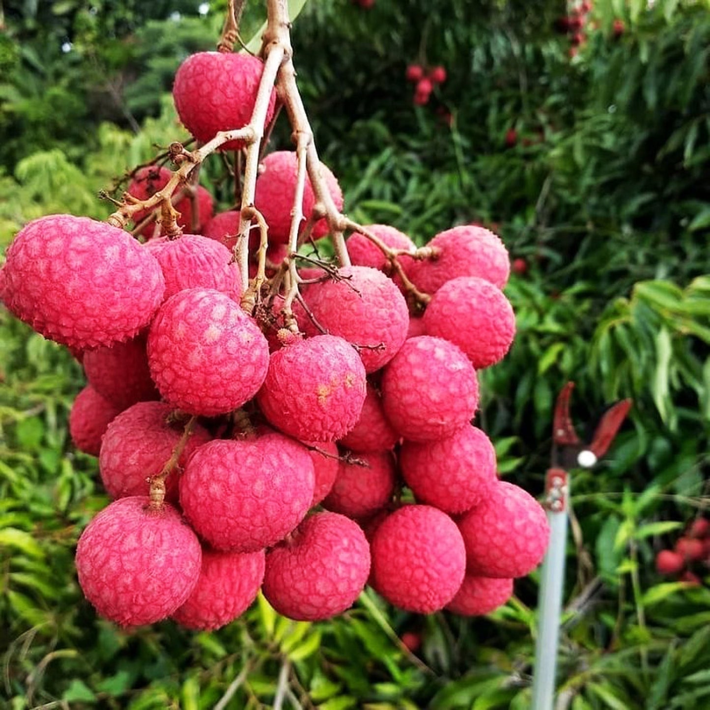 LYCHEE Red Grafted Seedling